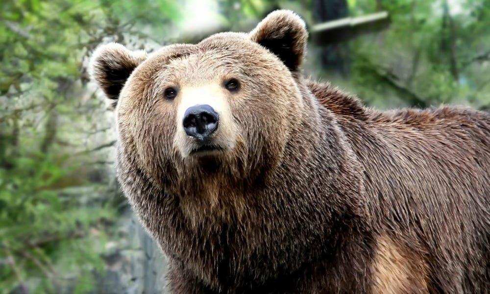 "Aiuto, c'è un orso nella mia auto". Ma quando gli agenti lo liberano... [VIDEO]