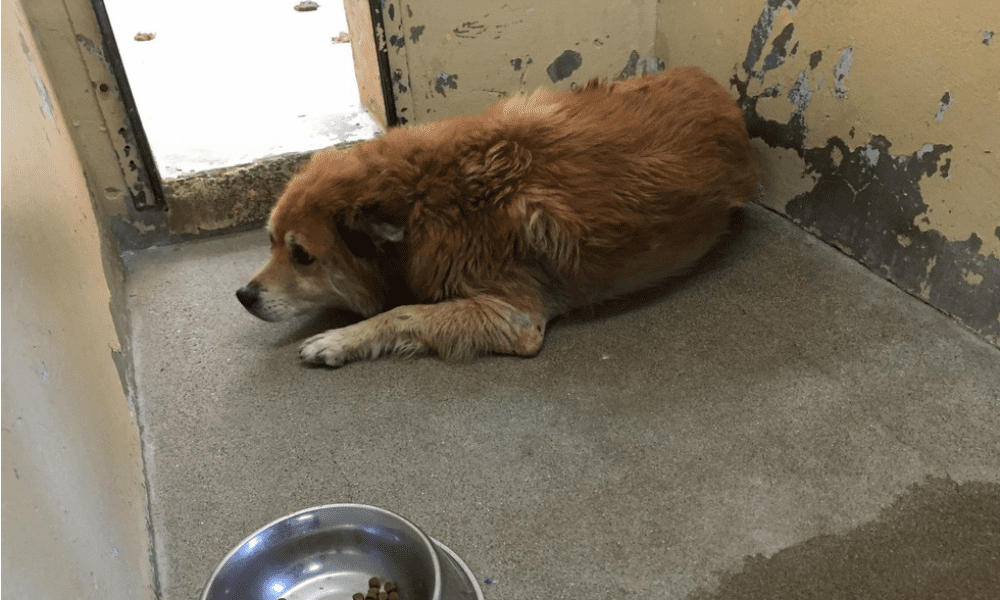 La famiglia non vuole più il cane di 8 anni: il motivo è il più sciocco di sempre