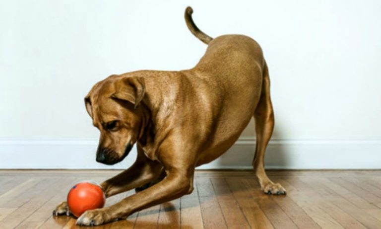 La palla “geek” per cani: giocare col proprio amico a distanza si può [VIDEO]