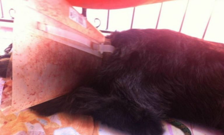 Giustizia per il cane Pepe, ucciso con un insetticida perché abbaiava troppo