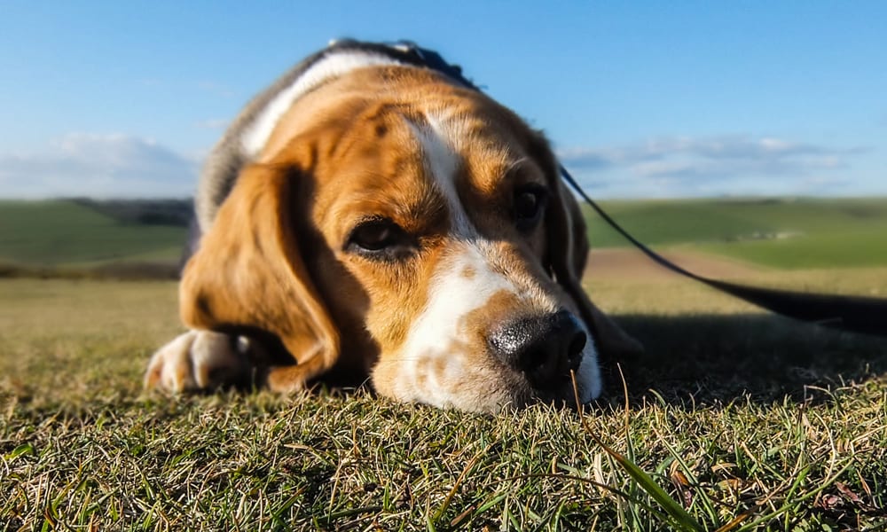 L'esperto risponde: come soccorrere un cane abbandonato