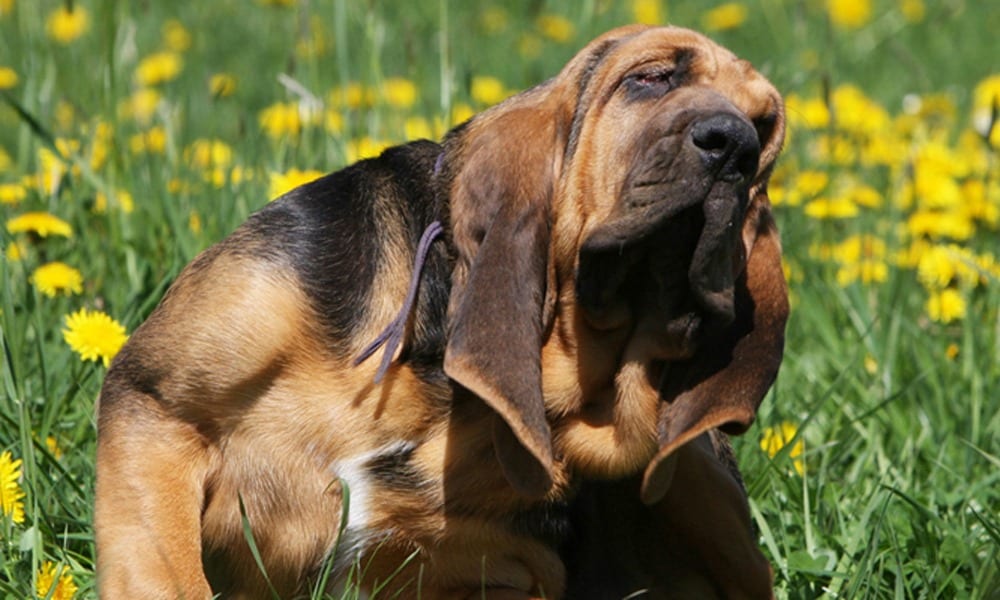 L’Esperto risponde: come soccorrere un cane che è stato punto da un'ape