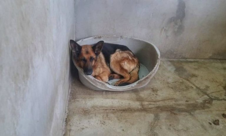 Cane di 9 anni abbandonato in canile dai proprietari: non si alza più dalla cuccia