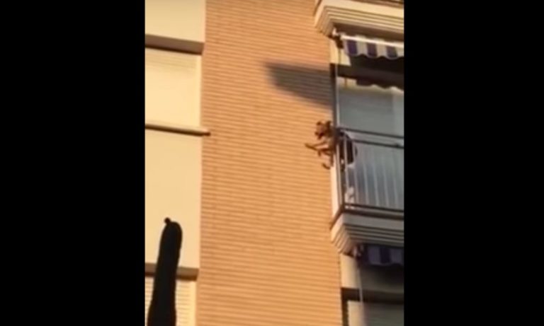 Cane si getta dal balcone: era solo senza cibo e acqua [VIDEO]