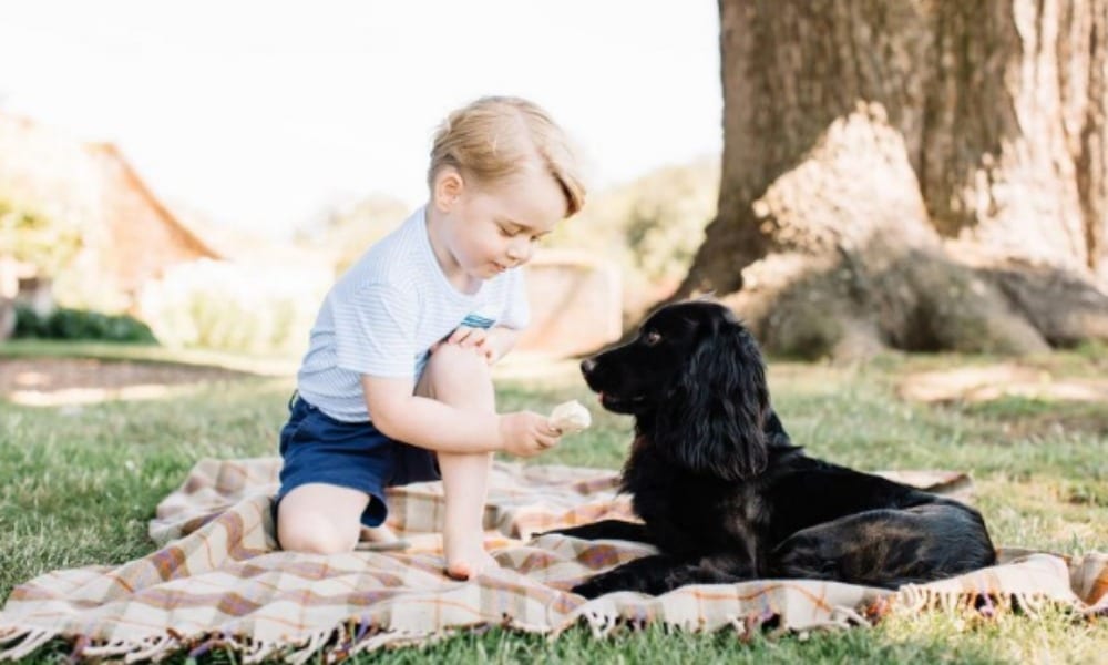 Baby George dà il gelato al cane: il web insorge