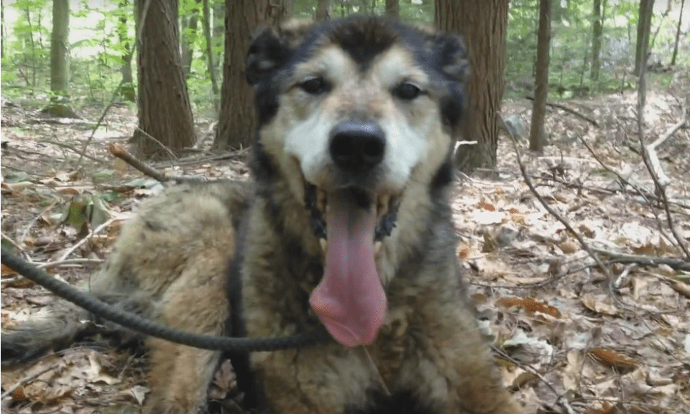 Cane di 17 anni trovato nel bosco: chi lo salva scopre qualcosa di incredibile [VIDEO]