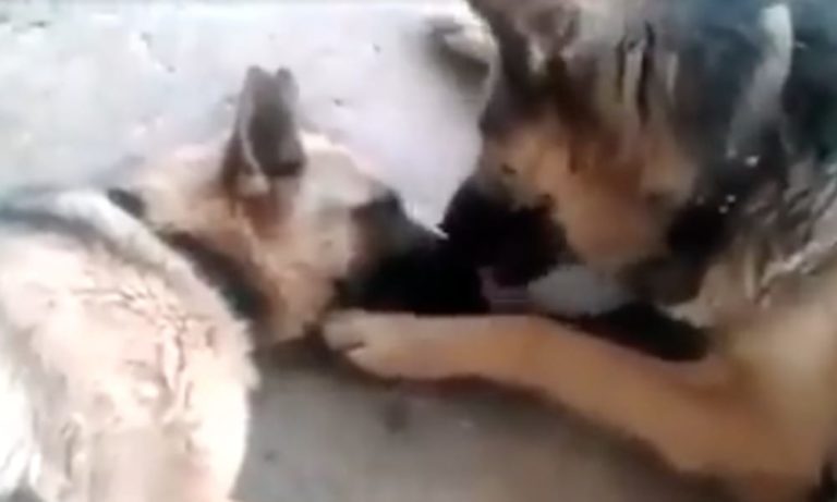 La cagnolina è diventata mamma: il maschio fa qualcosa di eccezionale [VIDEO]