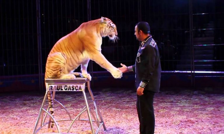 Circo con animali: stop ai finanziamenti pubblici