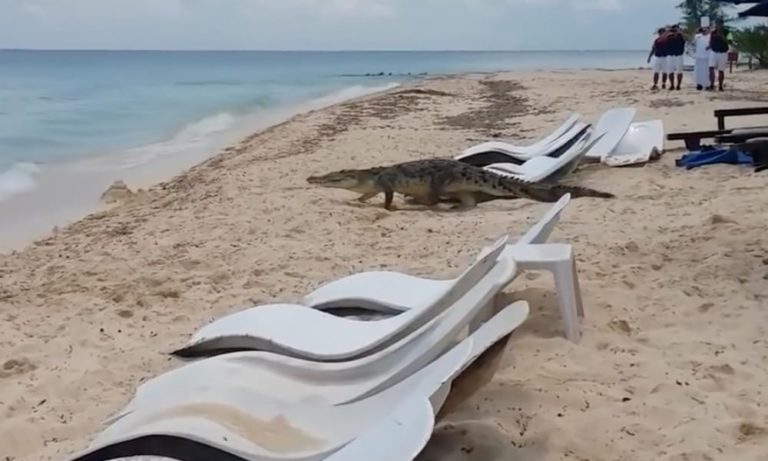Coccodrillo gigante in spiaggia tra i bagnanti: è panico, ma… [VIDEO]