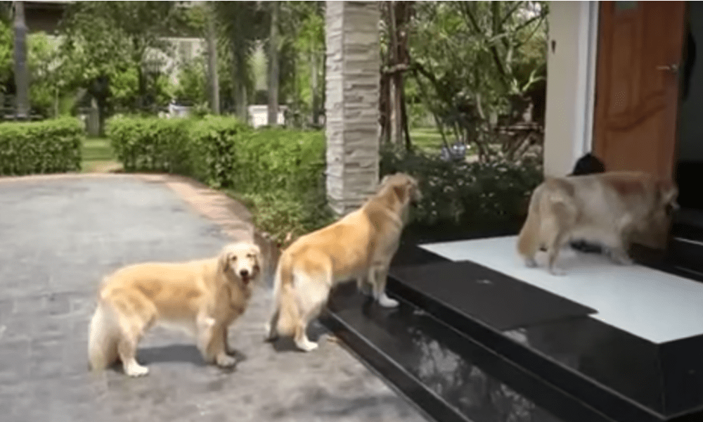 Golden Retriever in fila indiana davanti la porta: il motivo è eccezionale [VIDEO]