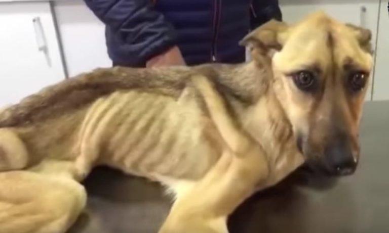 Cane scheletrico torna alla vita: la trasformazione è sorprendente [VIDEO]