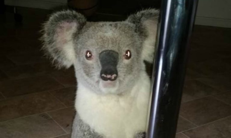 Il koala fa la pole dance: la nuova star della Rete balla sul palo [VIDEO]
