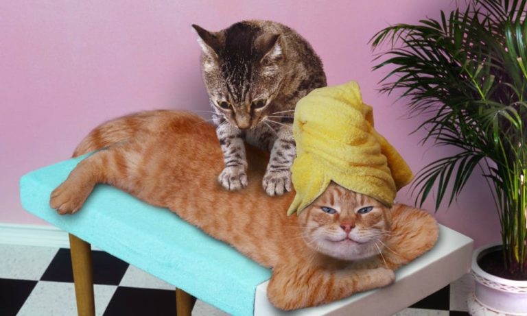 Una Spa dove i gatti sono i massaggiatori? Esiste e funziona [VIDEO]