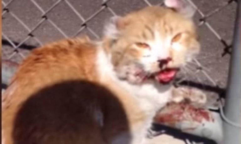 Gatto ferito capisce di essere stato salvato: la reazione è commovente [VIDEO]