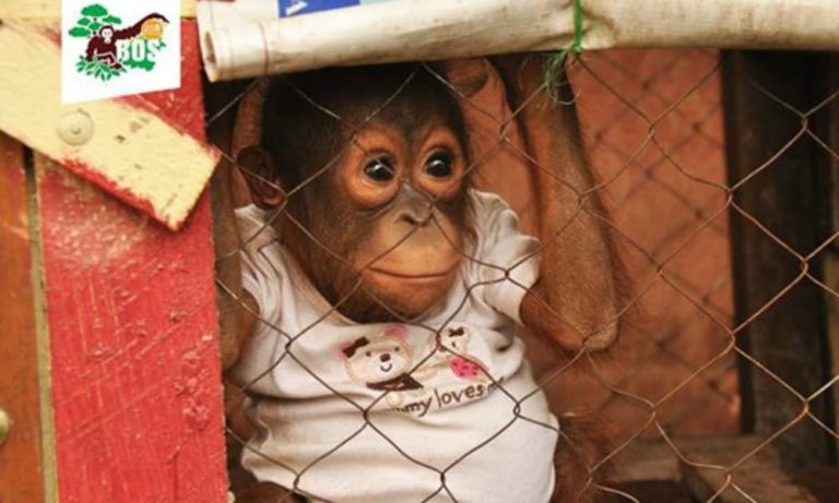 Il baby Orango aspetta chi verrà a salvarlo: gli occhi gridano aiuto [FOTO]