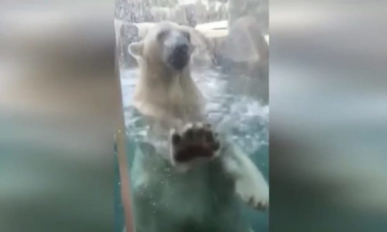 Il bimbo vuole accarezzare l’orso polare: ma lui non è un peluche [VIDEO]