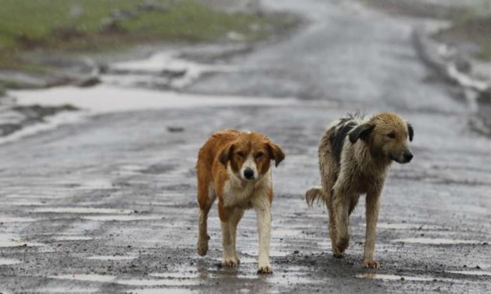 Fanno bere liquori ai cani, randagi nel mirino di una banda di ragazzini