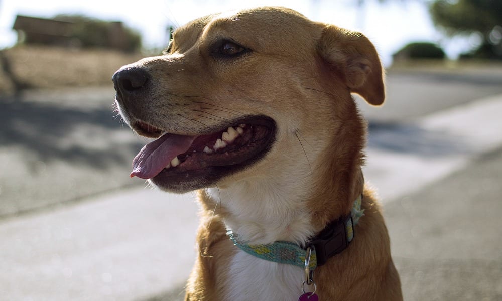 Cane "di quartiere" impiccato: "Non sono più casi isolati"