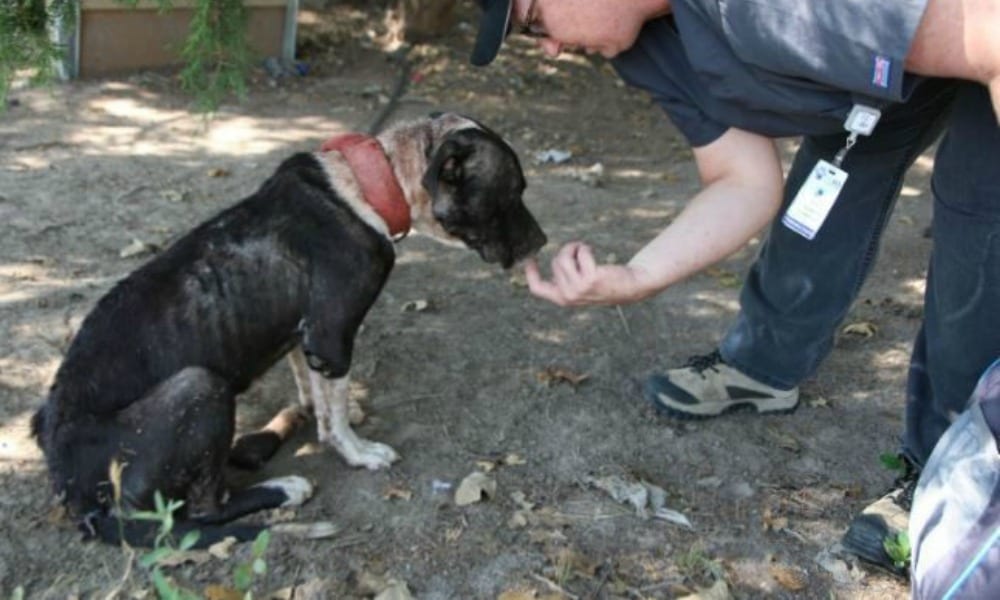 Il cane non riesce ad alzare la testa: il motivo è sconvolgente