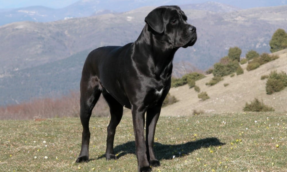 Cane trascinato con lo scooter dal proprietario, Enpa: "Crudeltà agghiacciante"