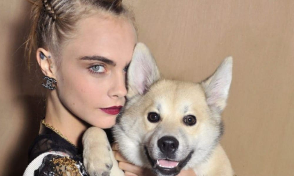 Cara Delevingne maltratta il suo cane? L'animale visto con un collare antiabbaio