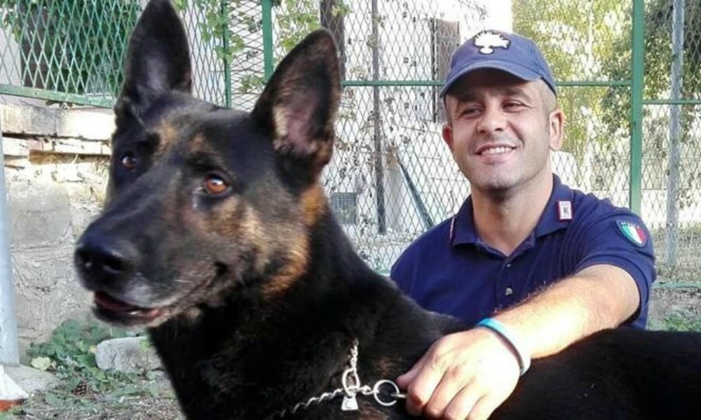 Terremoto: cane salva cane. Storia di Grimm che ha trovato un meticcio