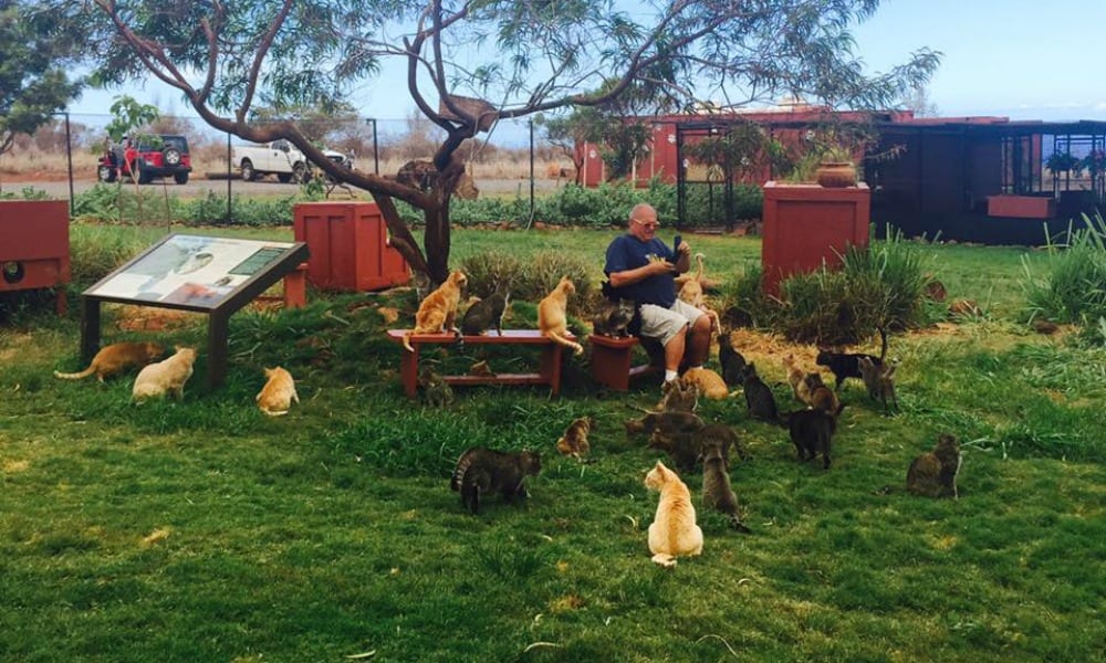 Lanai Cat Sanctuary: 500 gatti e la natura incontaminata [VIDEO]