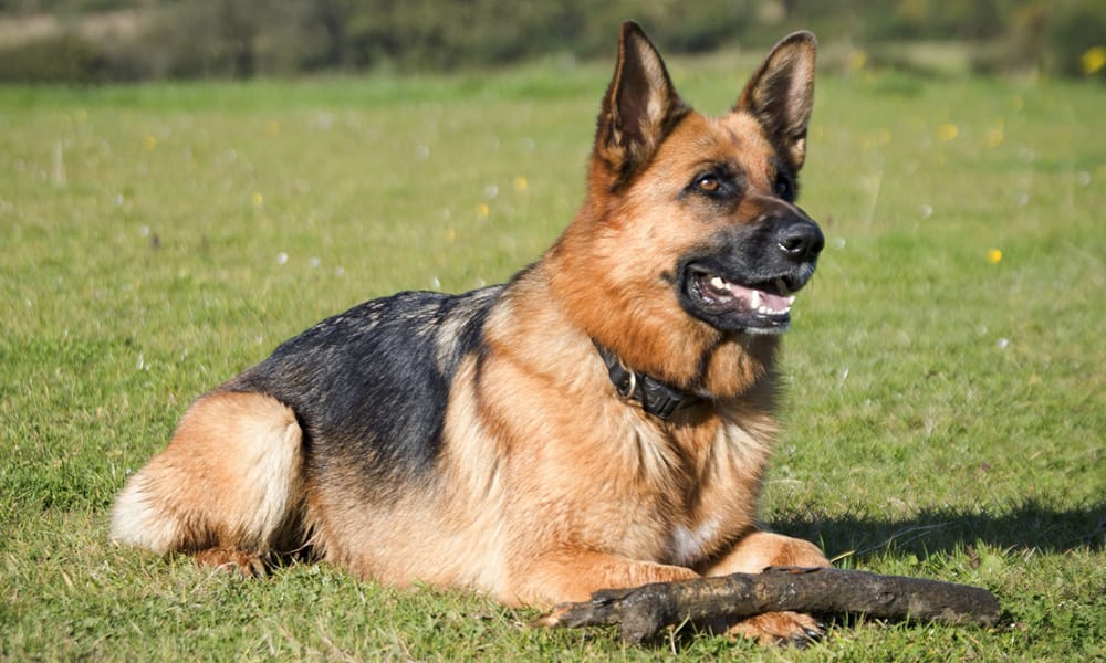 Ladri bastonano il cane, ma è il proprietario a essere denunciato