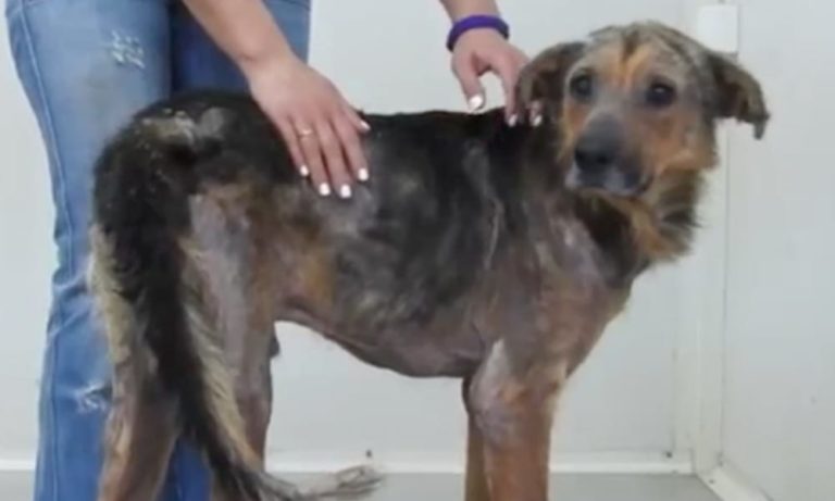 L’incredibile storia del cane Oscar: è cieco ma nessuno se ne accorge [VIDEO]