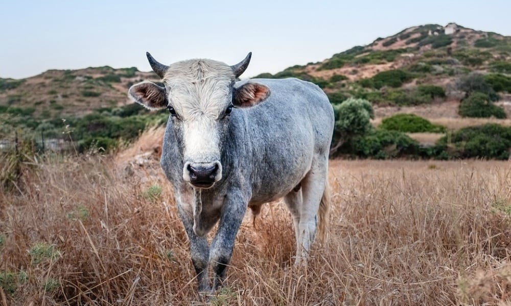 Pantelleria, il comune vuole uccidere i tori: la soluzione arriva dal web