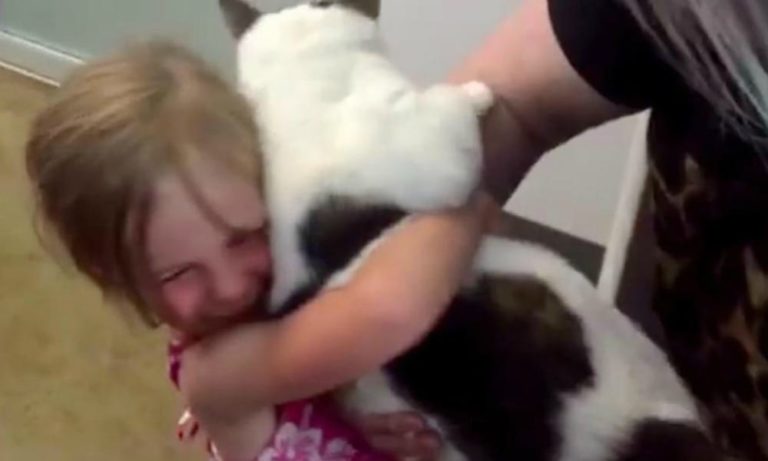 Bimba e gatto non si vedono da 3 anni: il loro incontro è emozionante [VIDEO]