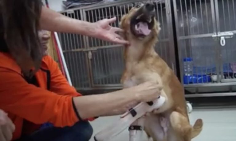 Cane con le protesi cammina per la prima volta [VIDEO]