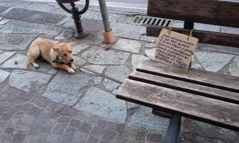 Cane legato a una panchina con un cartello: "Vi prego adottatemi"