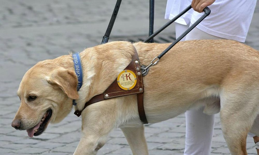 Non vedente rifiutata in hotel per il suo cane guida: infuria la polemica