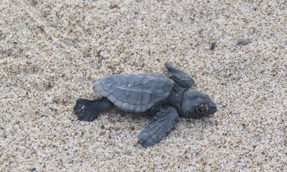 Sorpresa: da un ombrellone spunta una tartaruga Caretta Caretta [VIDEO]