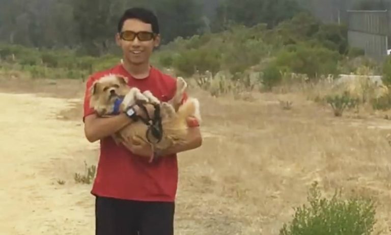 Liceali corrono coi cani da adottare: l’iniziativa tutta da copiare [VIDEO]