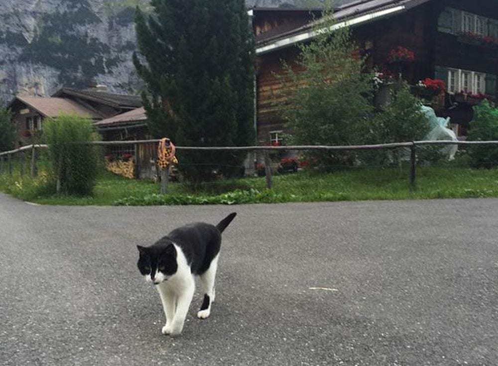 La curiosa vicenda del gatto-eroe che salva uno sciatore che si era perso tra le montagne