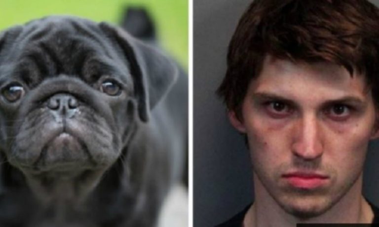 Ha ucciso 7 cani: condannato a 28 anni di carcere