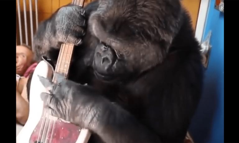 Il gorilla Koko suona coi Red Hot Chili Peppers: la clip diventa virale [VIDEO]