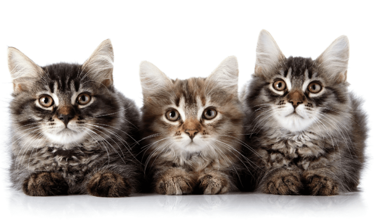 Gatti: le 5 “chiavi” per comprendere il loro linguaggio del corpo