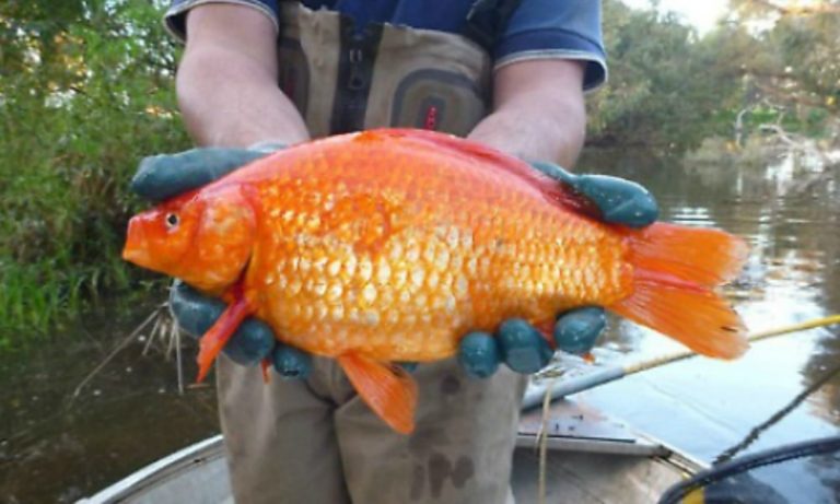 Cosa succede ai pesci rossi abbandonati? “Diventano mostri” [FOTO]