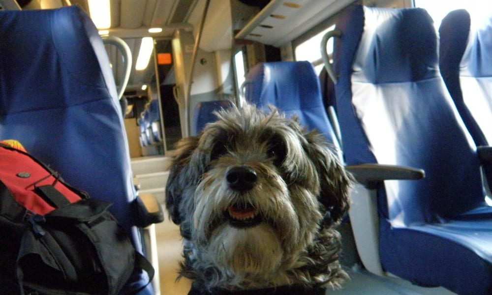 Cani: d'estate viaggiano in treno. I biglietti costano solo 5 euro