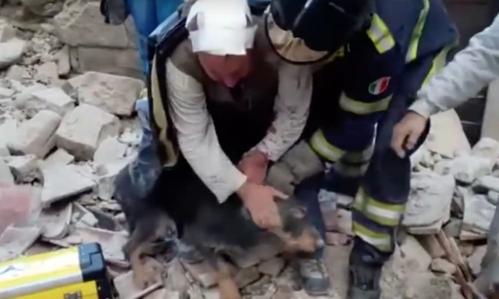 Cane viene estratto dalle macerie: il proprietario ferito lo aspetta [VIDEO]