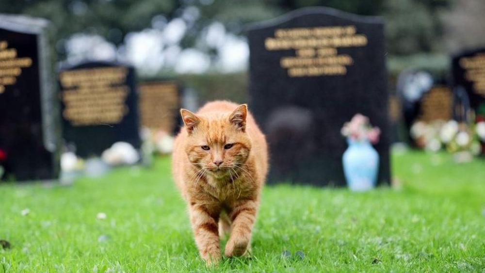 Muore Barney: il gatto che consolava le persone al cimitero
