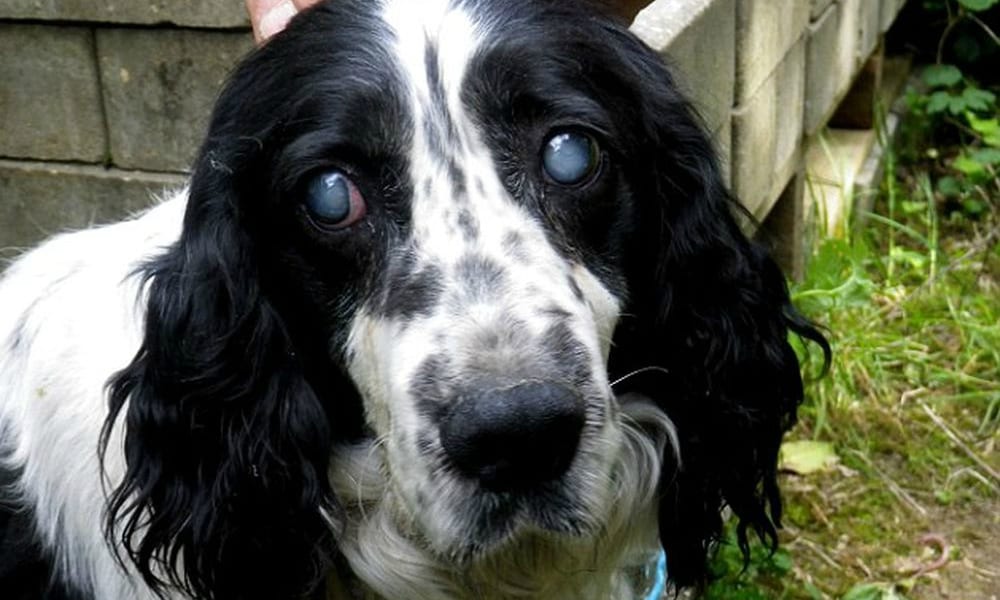 hi può essere così crudele da abbandonare un cane cieco con una corda al collo? La storia di Delphine