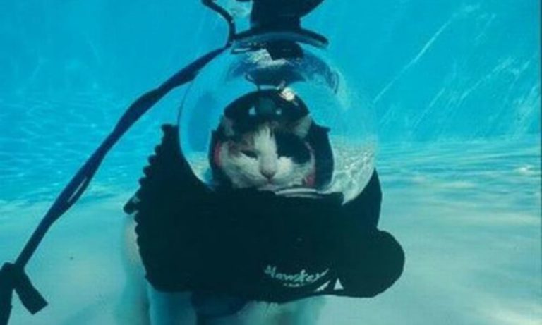 Non tutti i gatti odiano l’acqua: il gatto sub [VIDEO]