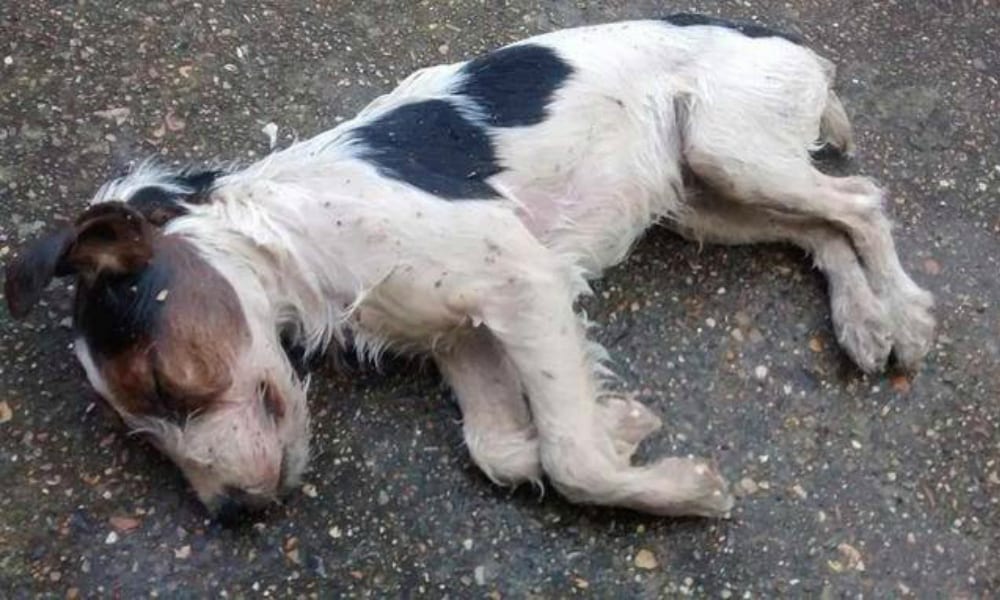 Veterinaria investe un cane e non lo soccorre: denunciata dall’AIDAA