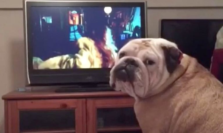 L’incredibile reazione di un cane che guarda un film horror [VIDEO]