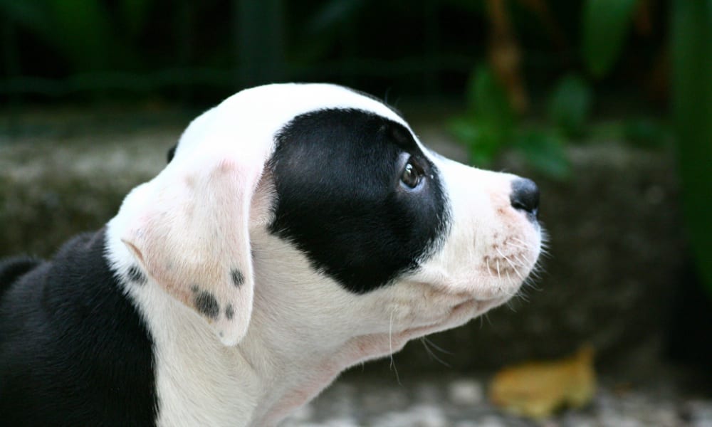 Donna crudele rinchiude il suo cane in una stanza per quattro giorni e lo lascia morire di fame e di sete