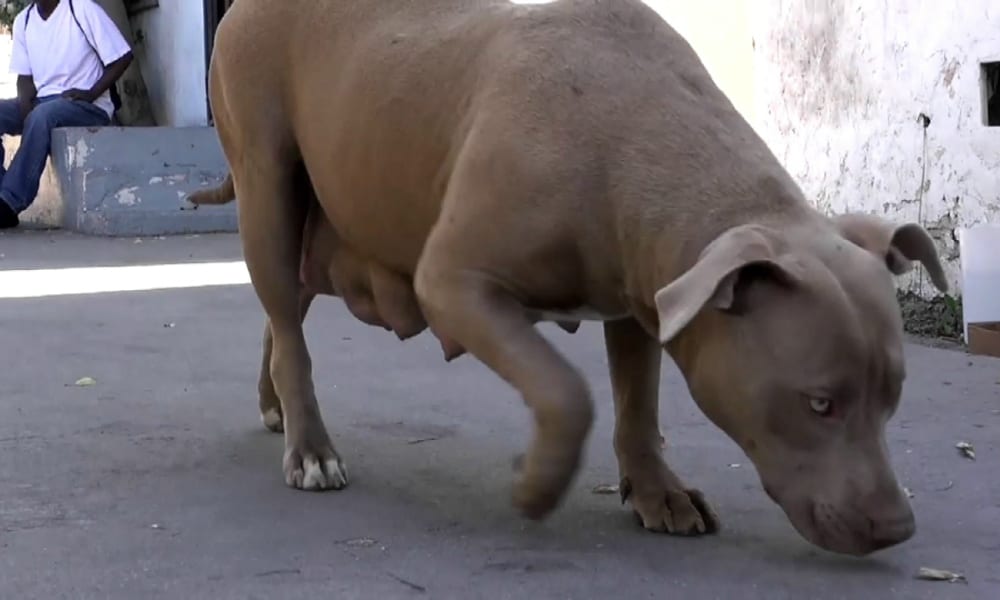 Pit Bull salvata dalla strada: nel suo rifugio i soccorritori trovano qualcosa di sorprendente…